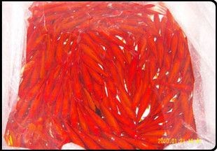 在哪買龍魚便宜點：天津花鳥魚蟲市場購買龍魚線上購買渠道和購買渠道