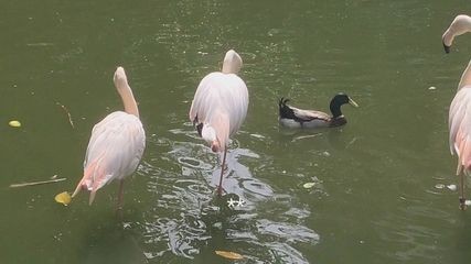 魚龍是什么動物園：魚龍是一種已經滅絕的海洋爬行動物，生活在侏羅紀和白堊紀時期