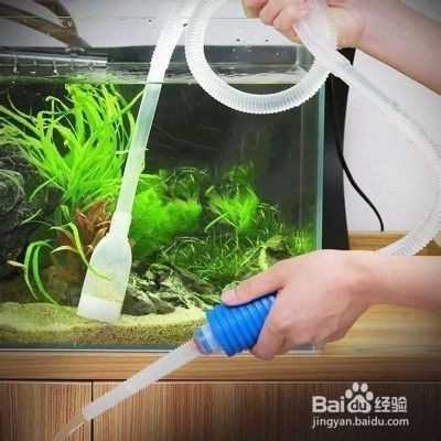 十大最貴水虎魚排名