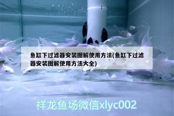 魚缸底濾的安裝：魚缸底濾安裝流程