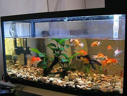 魚缸底濾的安裝：魚缸底濾安裝流程
