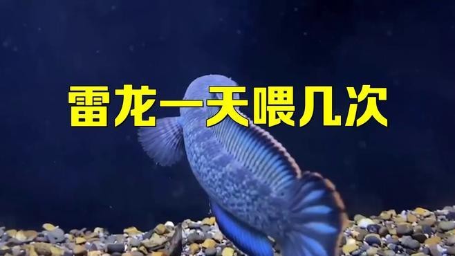 雷龍魚的最佳投喂頻率是多少？