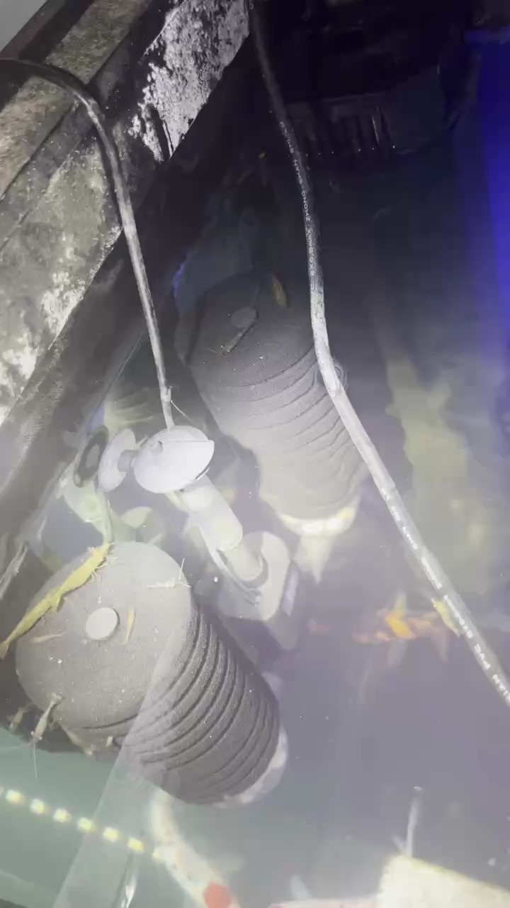 我的虎魚(yú)真菌感染了要怎么處理 土炮續(xù)集 龍魚(yú)論壇 土炮續(xù)集 土炮續(xù)集 龍魚(yú)論壇
