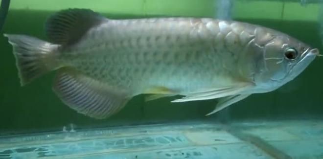 金龍魚(yú)一直張嘴呼吸拒食怎么回事：金龍魚(yú)一直張嘴呼吸并且拒食怎么辦