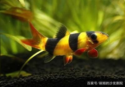 熱帶魚的色彩心理學你知道嗎，：熱帶魚的色彩心理學你知道嗎