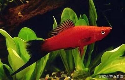 熱帶魚的色彩心理學你知道嗎，：熱帶魚的色彩心理學你知道嗎