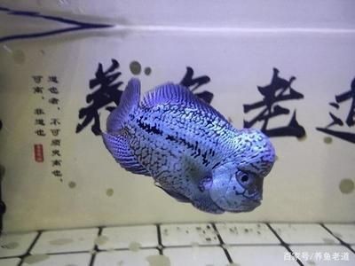 熱帶魚的色彩心理學你知道嗎，：熱帶魚的色彩心理學你知道嗎