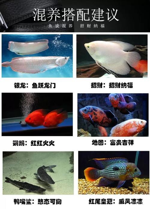 銀龍魚可以和哪些魚混養(yǎng)呢圖片