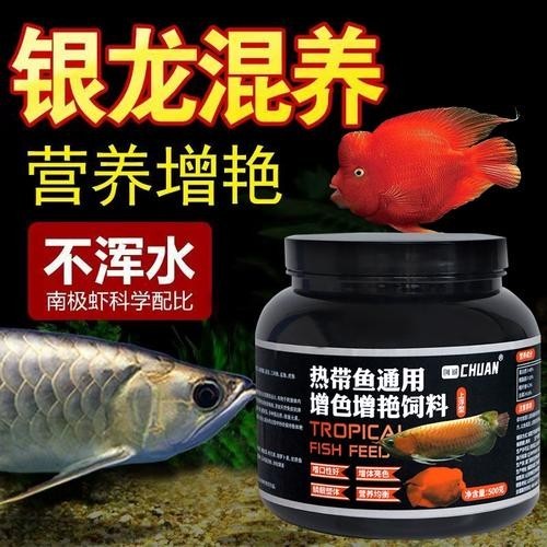 銀龍魚可以和哪些魚混養(yǎng)呢圖片