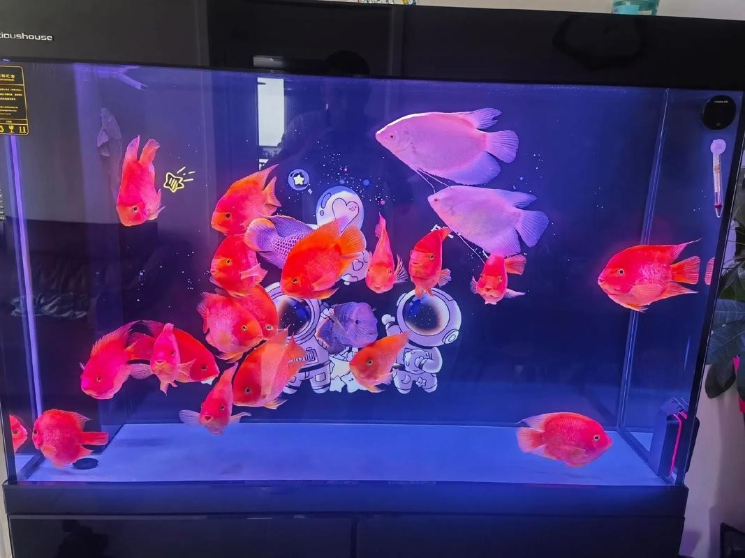 銀龍魚可以和哪些魚混養(yǎng)呢圖片