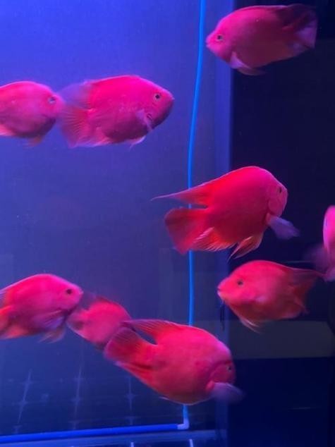 銀龍魚可以和哪些魚混養(yǎng)呢圖片