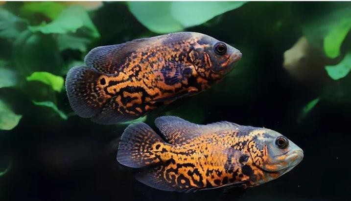 銀龍魚可以和哪些魚混養(yǎng)呢圖片
