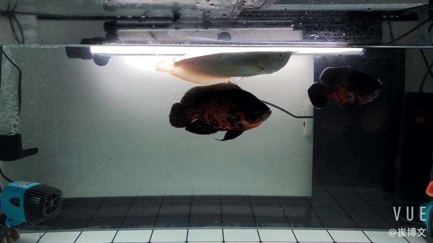 銀龍魚可以和哪些魚混養(yǎng)呢圖片