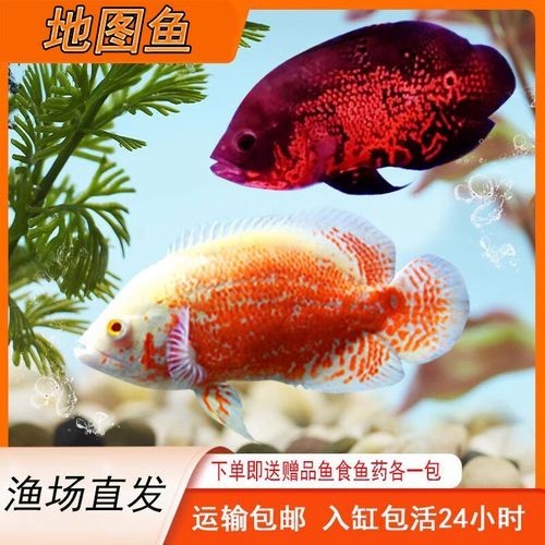 銀龍魚可以和哪些魚混養(yǎng)呢圖片