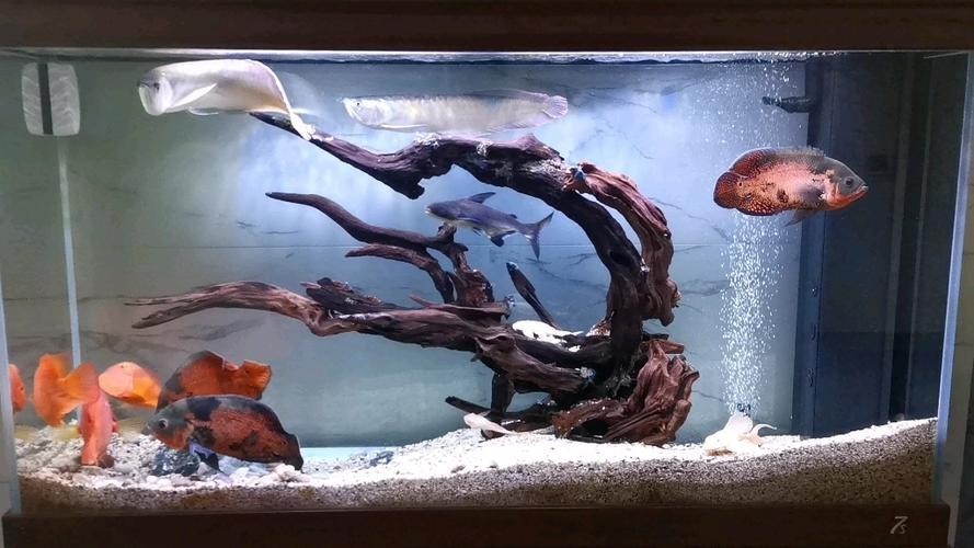 銀龍魚可以和哪些魚混養(yǎng)呢圖片