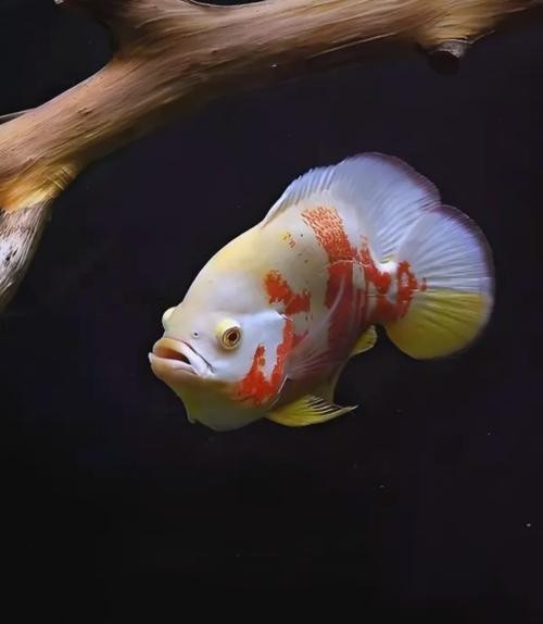 銀龍魚可以和哪些魚混養(yǎng)呢圖片