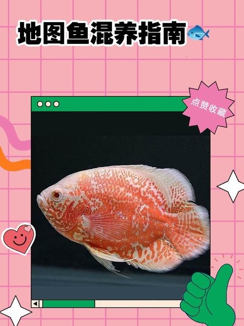 銀龍魚可以和哪些魚混養(yǎng)呢圖片