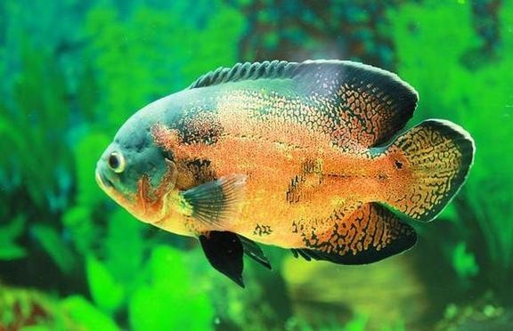銀龍魚可以和哪些魚混養(yǎng)呢圖片
