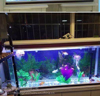 創(chuàng)海魚缸怎么樣：創(chuàng)海魚缸用戶滿意度調(diào)查,創(chuàng)海魚缸價(jià)格區(qū)間對(duì)比
