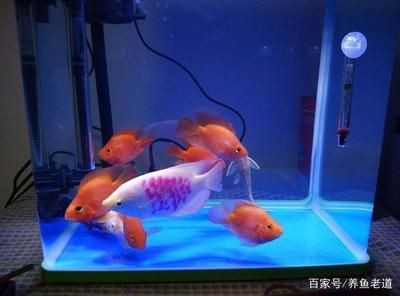 選擇魚缸燈的技巧：如何選擇合適的魚缸燈？