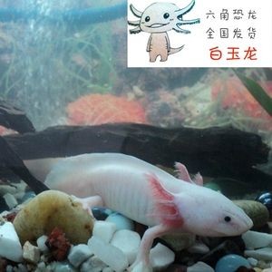 六角恐龍魚的腳（六角恐龍魚的腳結構為我們提供了關于六角恐龍魚的相關信息）