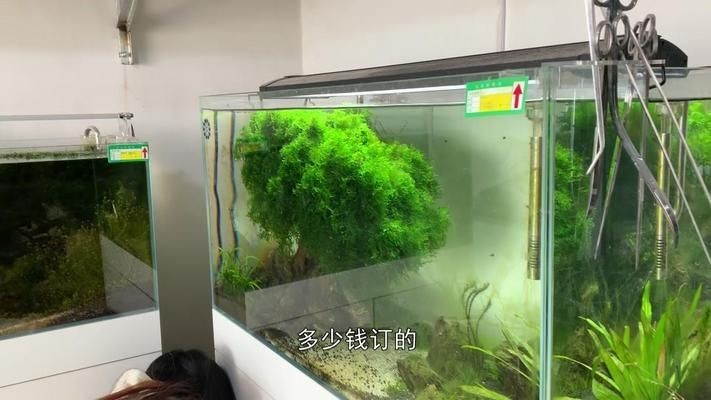 菏澤定陶魚缸定陶魚缸定做魚缸定做價格是多少錢：定陶區魚缸定陶魚缸定做魚缸定做價格是多少錢