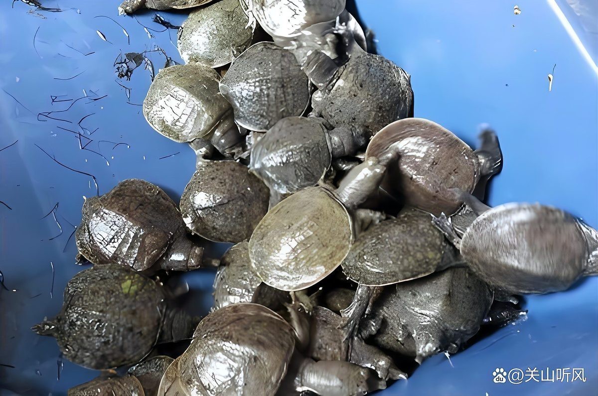 家中養(yǎng)甲魚大忌