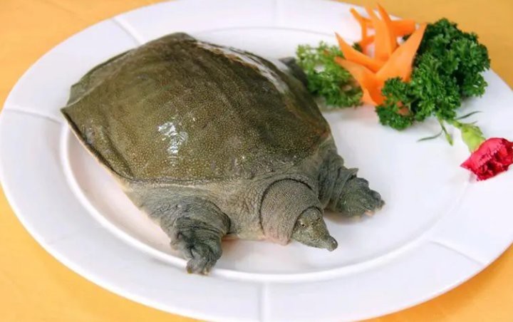 家中養(yǎng)甲魚大忌