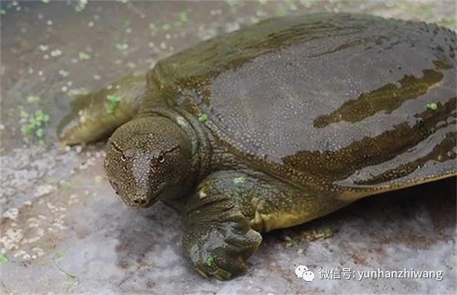 家中養(yǎng)甲魚大忌