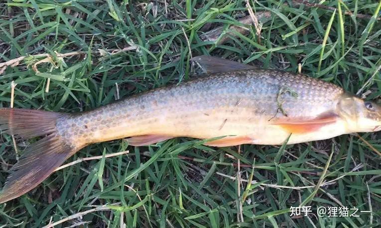 水鼻子魚價格對比