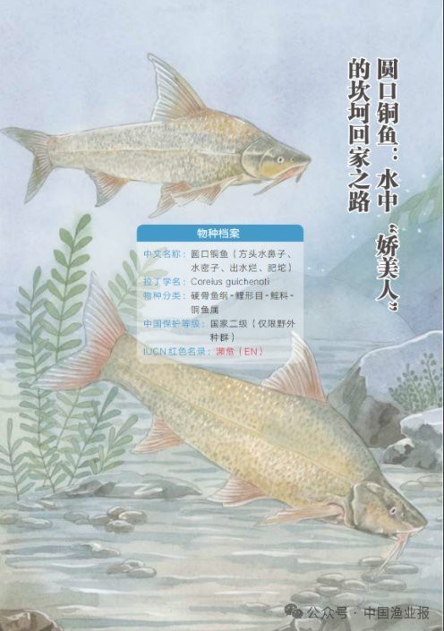 水鼻子魚價格對比