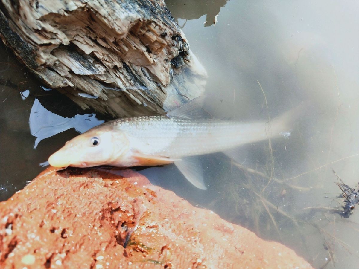 水鼻子魚價格對比