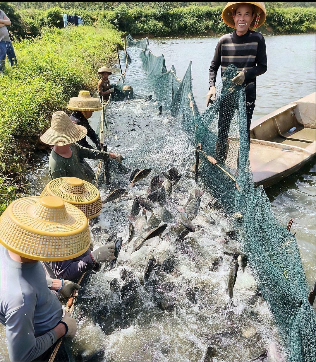水鼻子魚價格對比