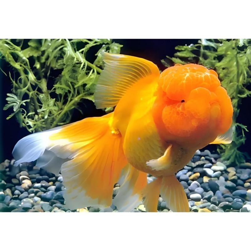 紅獅子頭金魚