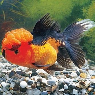 紅獅子頭金魚