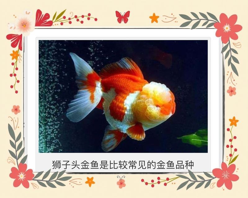紅獅子頭金魚
