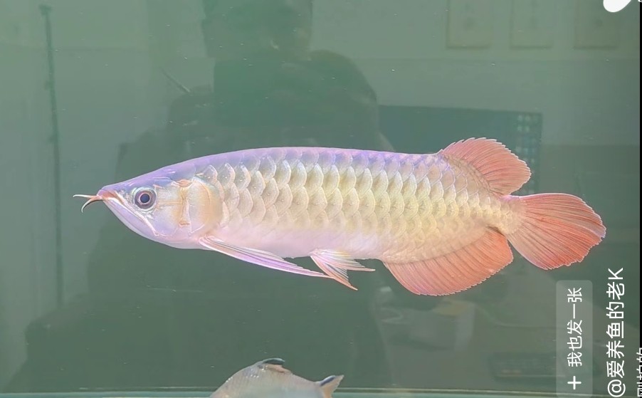 帥龍登場