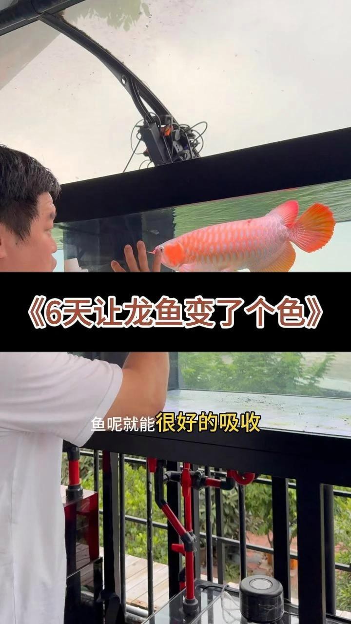 紅龍魚專用飼料有哪些推薦？