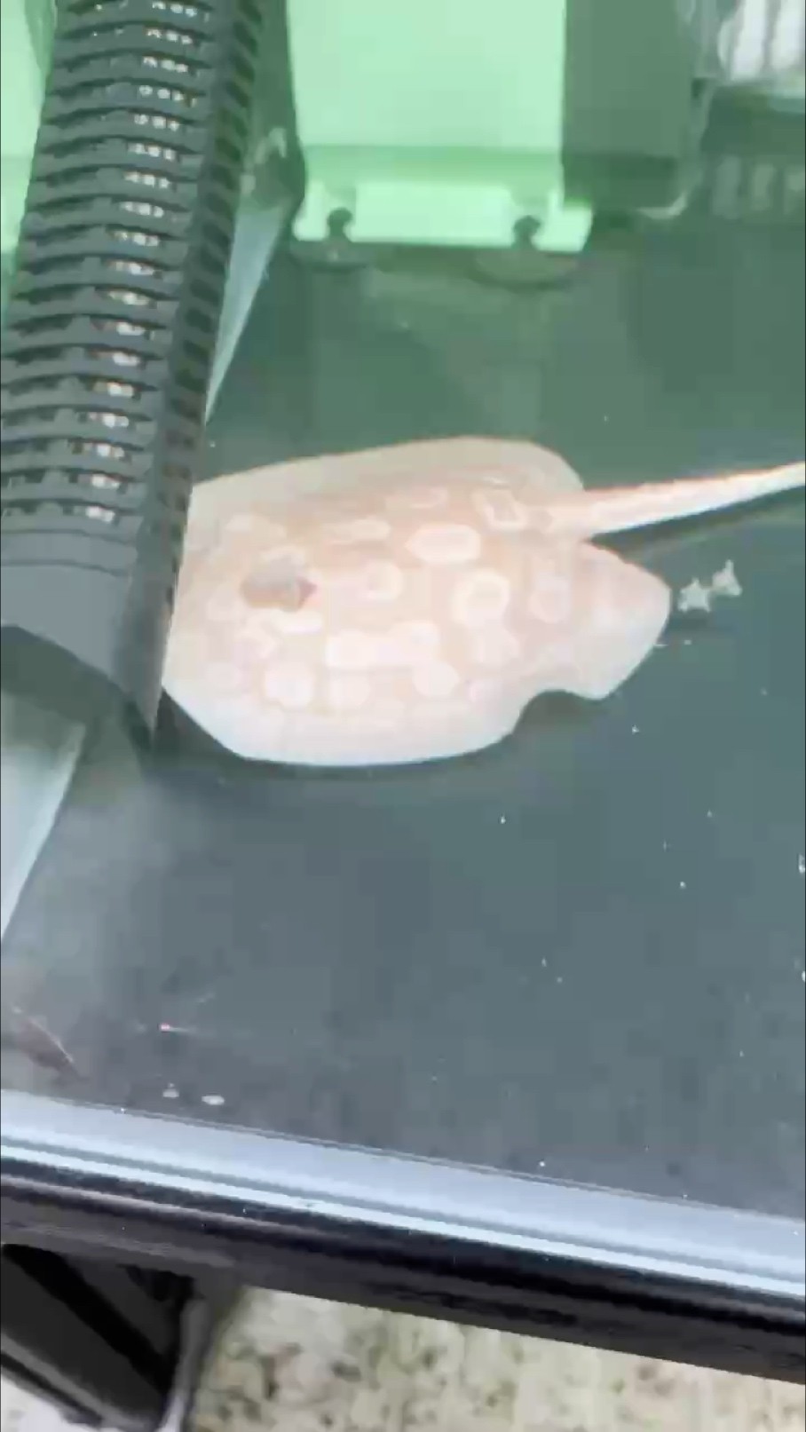 說說白子魟魚吧