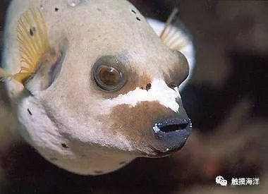 狗頭魚大全