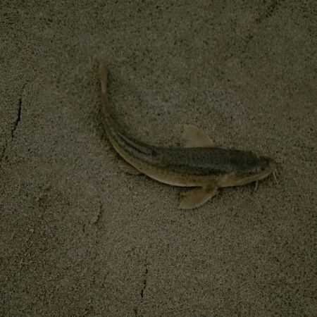 狗頭魚大全