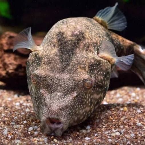 狗頭魚大全