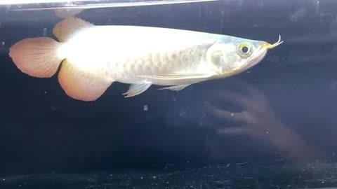 武漢最大的水族批發(fā)魚缸批發(fā)市場在哪里進(jìn)貨好，批發(fā)魚缸的地方在哪里進(jìn)貨好：武漢哪里賣魚缸最好？