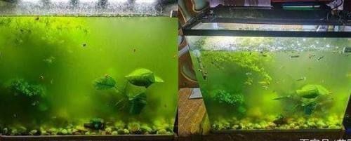 魚缸上的綠藻怎么擦掉(魚缸上的綠藻怎么擦掉,) 魚缸百科 第4張 魚缸上的綠藻怎么擦掉(魚缸上的綠藻怎么擦掉,) 魚缸上的綠藻怎么擦掉(魚缸上的綠藻怎么擦掉,) 魚缸百科 第4張