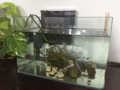 魚缸多少天換一次水比較好（魚缸多少天換一次水比較合適？）
