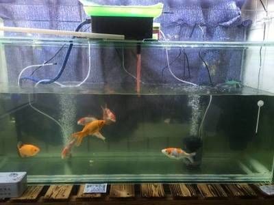 魚缸多少天換一次水比較好（魚缸多少天換一次水比較合適？）
