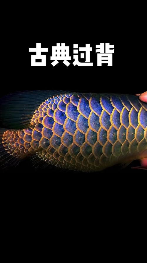 棗強縣大牛水族館（棗強縣大牛水族館電話）