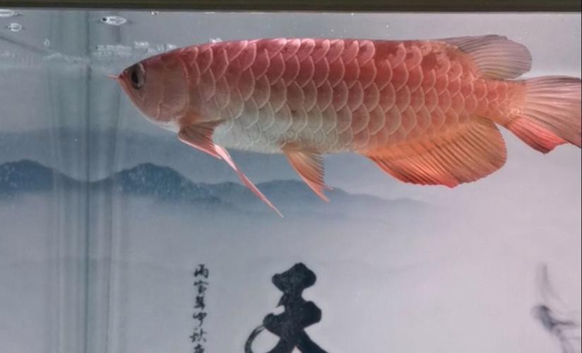 棗強縣大牛水族館（棗強縣大牛水族館電話）