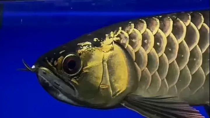 棗強縣大牛水族館（棗強縣大牛水族館電話）