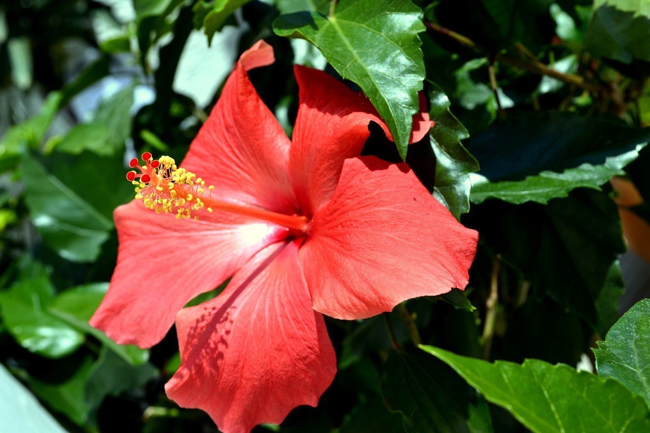 唐河縣愛(ài)心花卉店